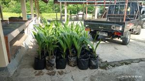 Dokumentasi pengadaan bibit Kelapa Kopyor_1